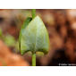 Centáurea-pequena-frondosa // Yellow Wort (Blackstonia perfoliata)