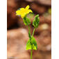 Centáurea-pequena-frondosa // Yellow Wort (Blackstonia perfoliata)